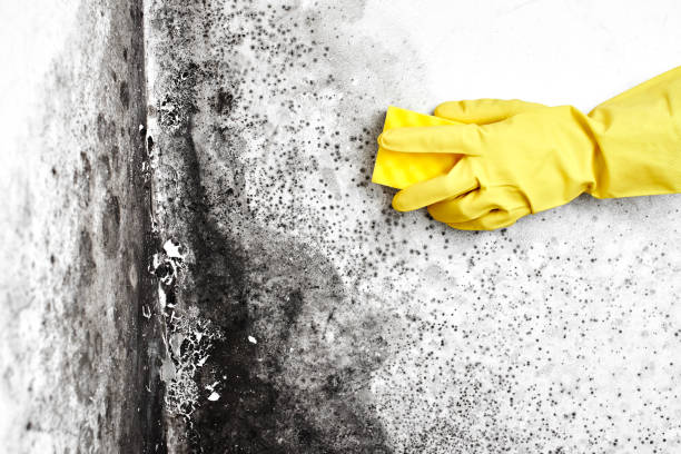 Best Office Mold Removal Services  in Unt Vernon, MO