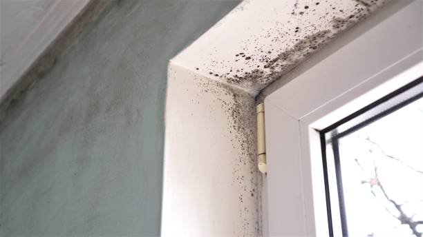 Best Fast Mold Removal  in Unt Vernon, MO