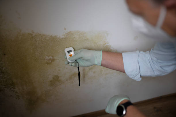 Best Crawl Space Mold Removal  in Unt Vernon, MO