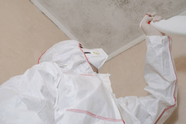 Office Mold Removal Services in Mount Vernon, MO