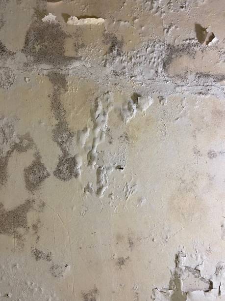 Reliable Mount Vernon, MO Mold Removal Solutions