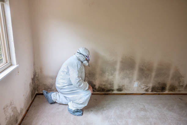 Best Crawl Space Mold Removal  in Unt Vernon, MO