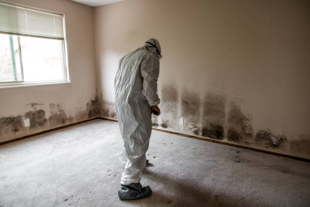 Best Mold Damage Repair  in Unt Vernon, MO